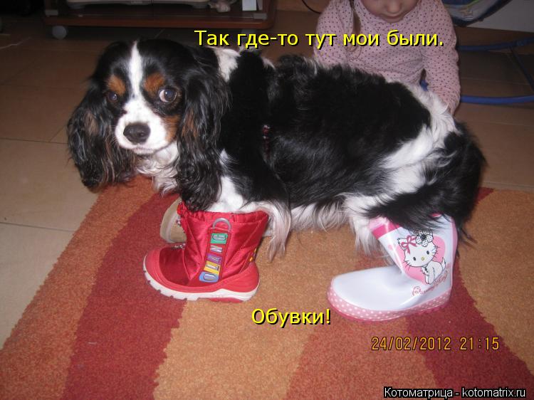 Котоматрица: Так где-то тут мои были. Обувки!