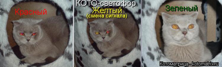 Котоматрица: КОТО-светофор Красный Желтый (смена сигнала) Зеленый
