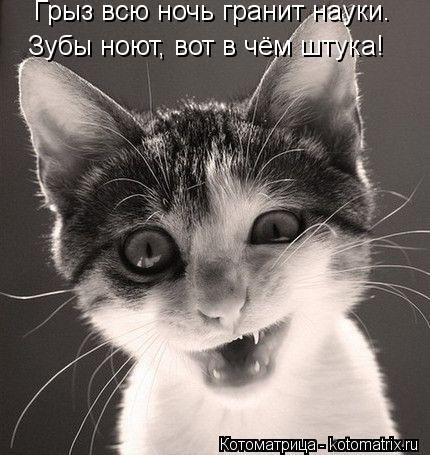 Котоматрица: Грыз всю ночь гранит науки.  з Зубы ноют, вот в чём штука!