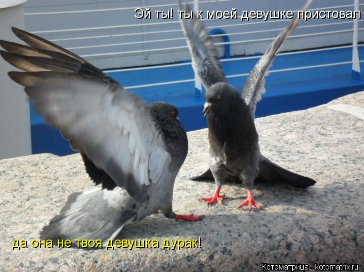 Котоматрица: Эй ты! ты к моей девушке пристовал да она не твоя девушка дурак!