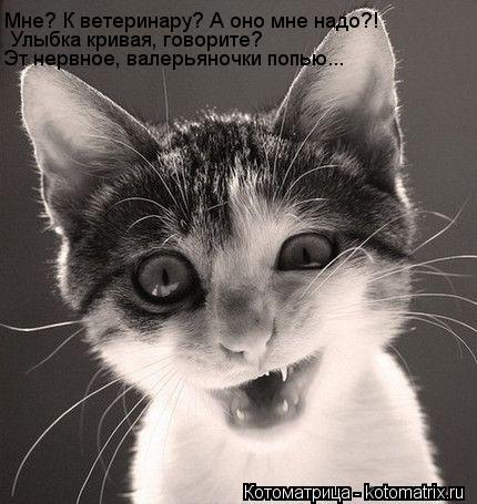 Котоматрица: Мне? К ветеринару? А оно мне надо?! Улыбка кривая, говорите? Эт нервное, валерьяночки попью...