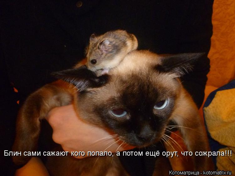 Котоматрица: Блин сами сажают кого попало, а потом ещё орут, что сожрала!!!