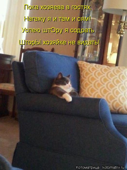Котоматрица: Пока хозяева в гостях, Нагажу я и там и сям! Успею штОру я содрать ШторЫ хозяйке не видать!