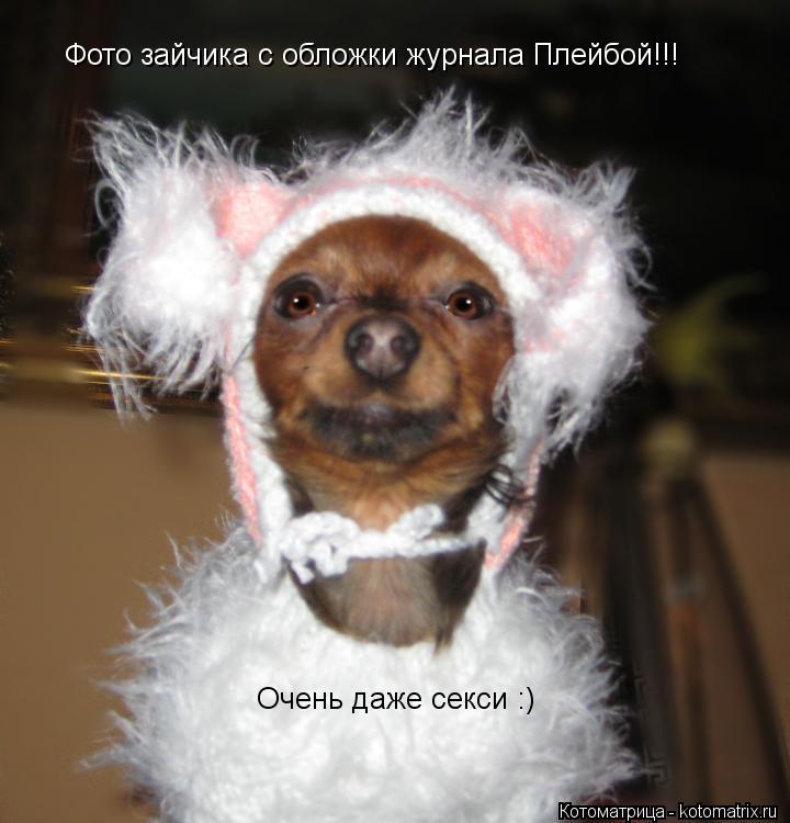 Котоматрица: Фото зайчика с обложки журнала Плейбой!!! Очень даже секси :)