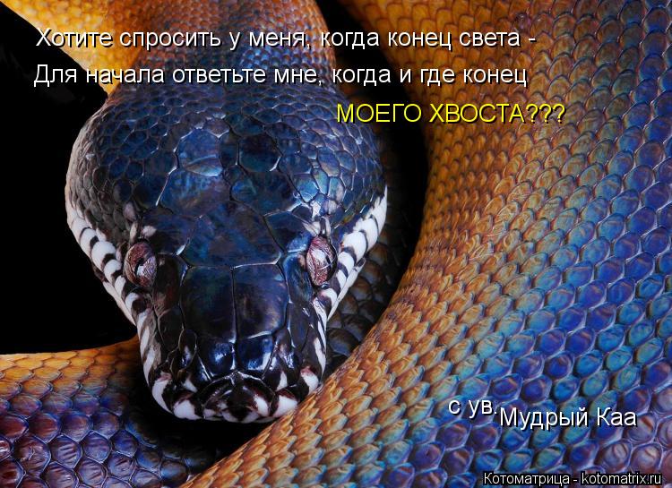 Котоматрица: Хотите спросить у меня, когда конец света -  Для начала ответьте мне, когда и где конец МОЕГО ХВОСТА??? с ув. Мудрый Каа