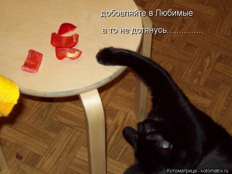 Котоматрица: добовляйте в Любимые а то не дотянусь...............