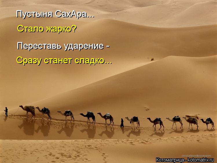 Котоматрица: Пустыня СахАра... Стало жарко? Переставь ударение -  Сразу станет сладко...