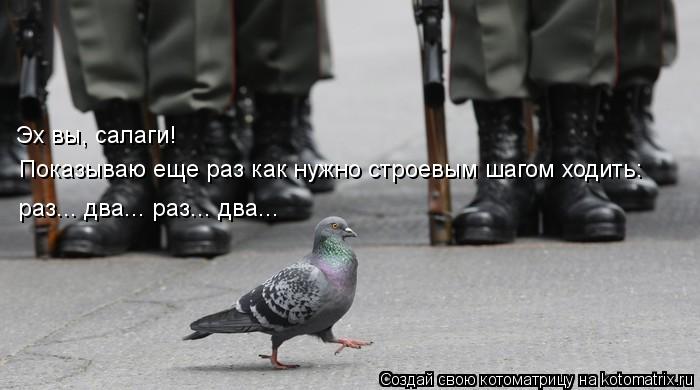 Котоматрица: Показываю еще раз как нужно строевым шагом ходить: Эх вы, салаги! раз... два... раз... два...