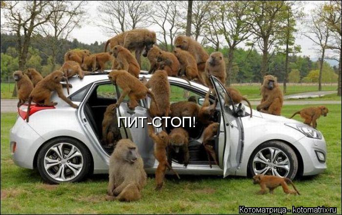 Котоматрица: ПИТ-СТОП!