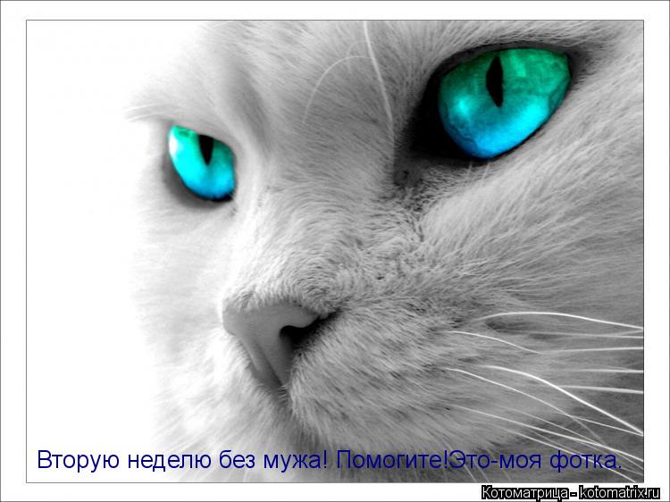 Котоматрица: Вторую неделю без мужа! Помогите!Это-моя фотка.