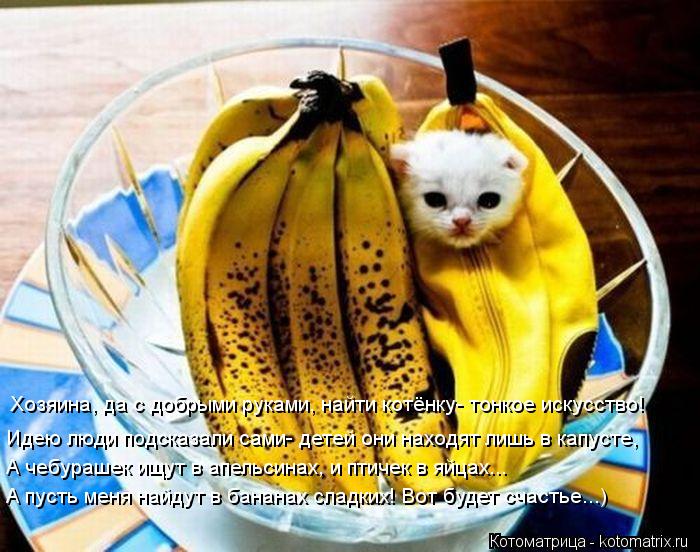 Котоматрица: Хозяина, да с добрыми руками, найти котёнку- тонкое искусство! Идею люди подсказали сами- детей они находят лишь в капусте, А чебурашек ищут 