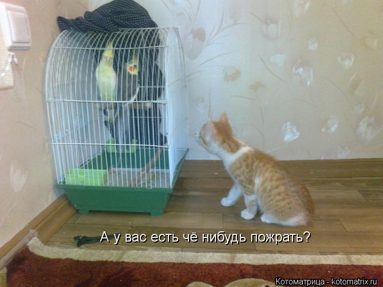 Котоматрица: А у вас есть чё нибудь пожрать?