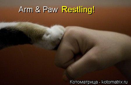 Котоматрица: Arm & Paw Restling!