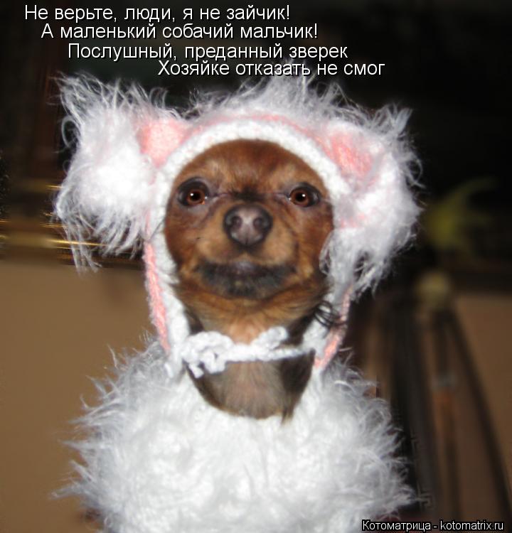 Котоматрица: Не верьте, люди, я не зайчик! А маленький собачий мальчик! Послушный, преданный зверек Хозяйке отказать не смог