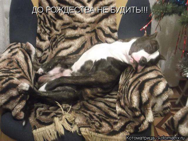 Котоматрица: ДО РОЖДЕСТВА НЕ БУДИТЬ!!!