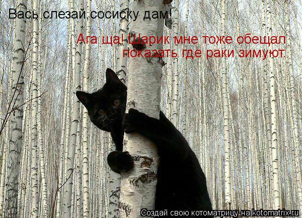 Котоматрица: Вась слезай,сосиску дам! Ага ща! Шарик мне тоже обещал  показать где раки зимуют.