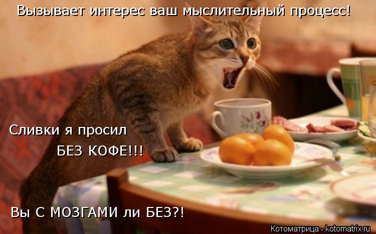 Котоматрица: Вызывает интерес ваш мыслительный процесс! Сливки я просил  БЕЗ КОФЕ!!! Вы С МОЗГАМИ ли БЕЗ?!
