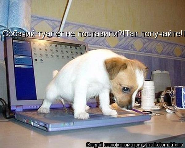 Котоматрица: Собачий туалет не поставили?!Так получайте!!!!