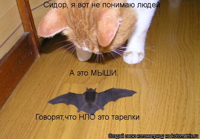 Котоматрица: А это МЫШИ. Сидор, я вот не понимаю людей Говорят,что НЛО это тарелки