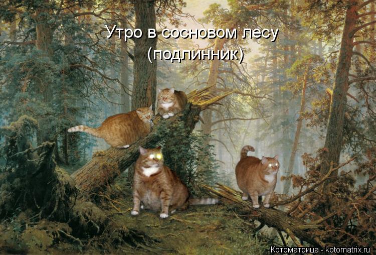 Котоматрица: Утро в сосновом лесу (подлинник)