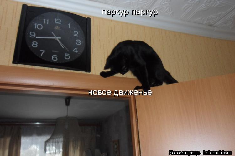 Котоматрица: паркур паркур новое движенье