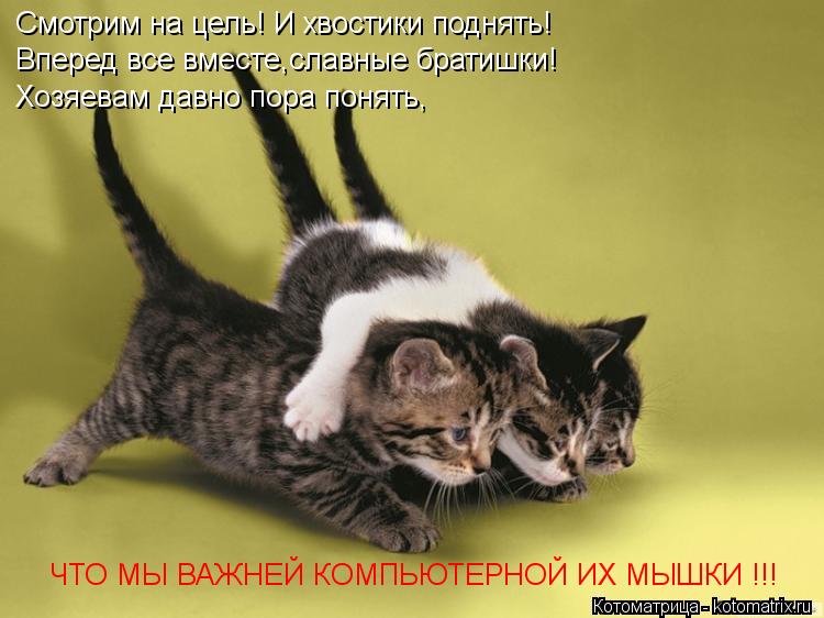 Котоматрица: Смотрим на цель! И хвостики поднять! Вперед все вместе,славные братишки! Хозяевам давно пора понять, ЧТО МЫ ВАЖНЕЙ КОМПЬЮТЕРНОЙ ИХ МЫШКИ !!!
