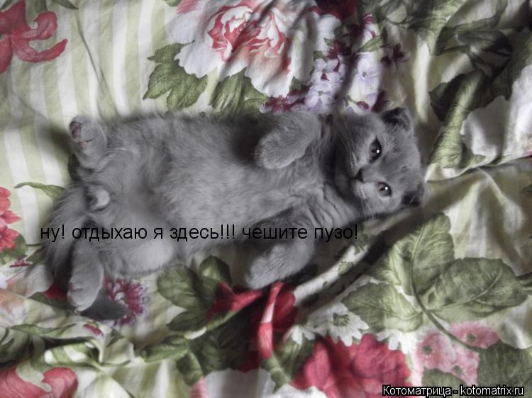 Котоматрица: ну! отдыхаю я здесь!!! чешите пузо!