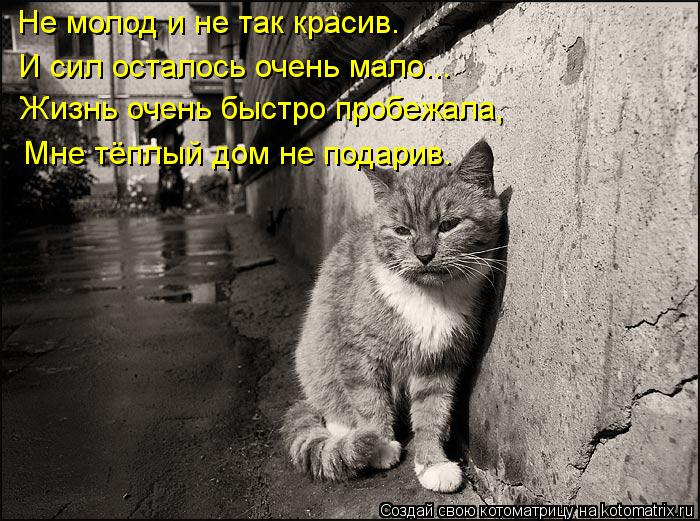 Котоматрица: Не молод и не так красив. И сил осталось очень мало... Жизнь очень быстро пробежала, Мне тёплый дом не подарив.