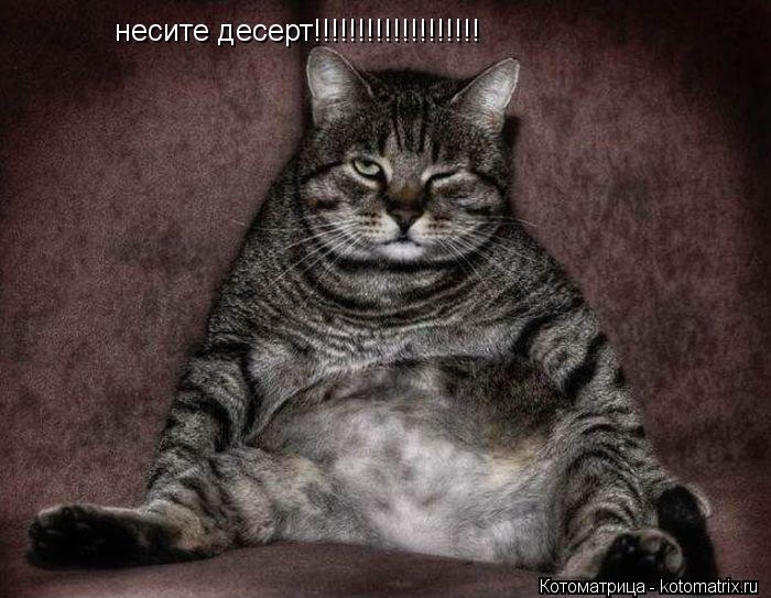 Котоматрица: несите десерт!!!!!!!!!!!!!!!!!!!