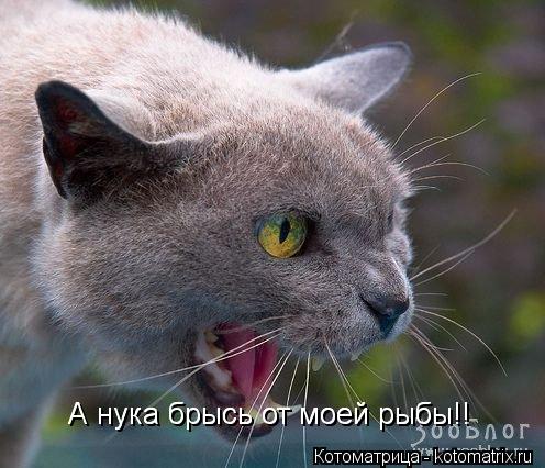 Котоматрица: А нука брысь от моей рыбы!! А нука брысь от моей рыбы!!