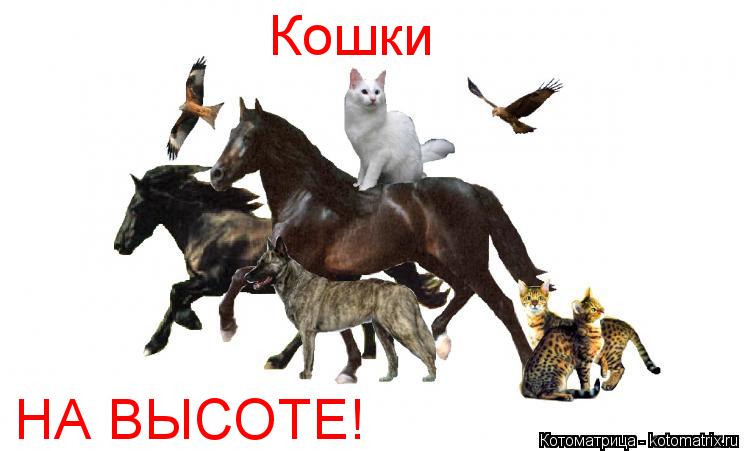 Котоматрица: Кошки НА ВЫСОТЕ!