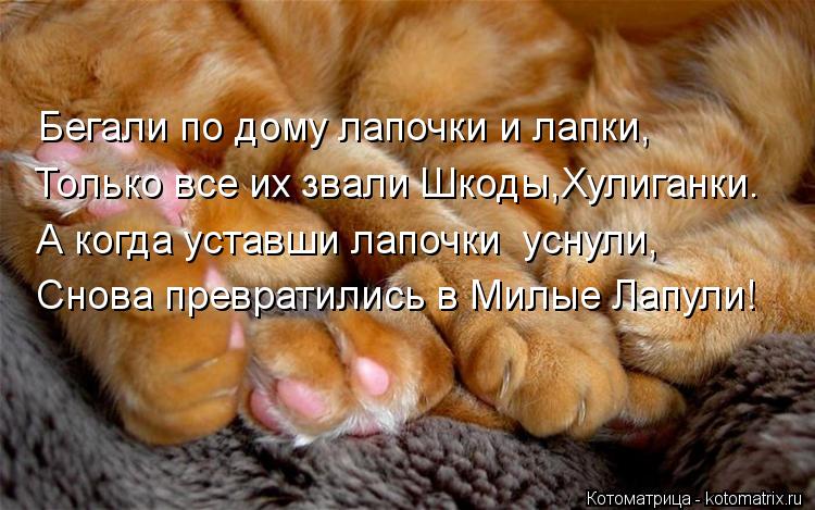 Только все их звали Шкоды,Хулиганки. А когда уставши лапочки уснули, Снова превратились в Милые Лапу... Котоматрица: Только все их звали Шкоды,Хулиганки. А когда уставши лапочки уснули, Снова превратились в Милые Лапули! Бегали по дому лапочки и лапки,