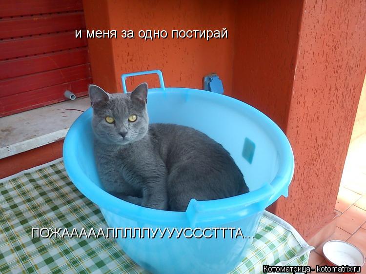 Котоматрица: и меня за одно постирай ПОЖАААААЛЛЛЛЛУУУУСССТТТА...