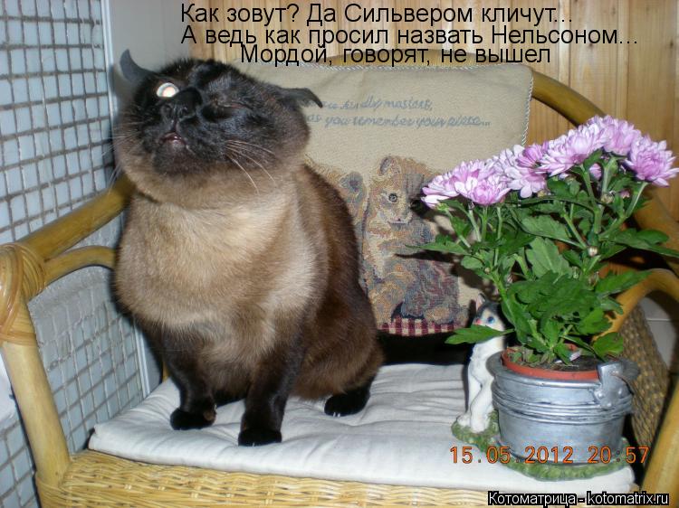 Котоматрица: Как зовут? Да Сильвером кличут... А ведь как просил назвать Нельсоном... Мордой, говорят, не вышел