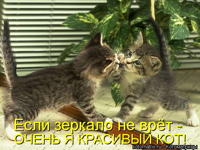 Котоматрица: Если зеркало не врёт -  ОЧЕНЬ Я КРАСИВЫЙ КОТ!