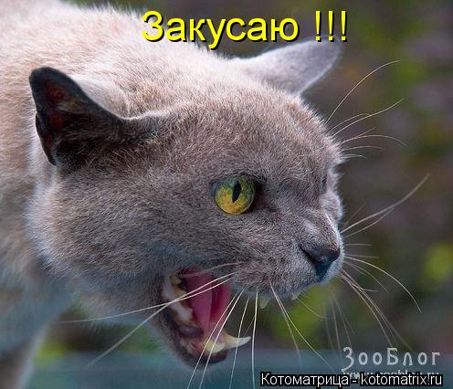 Котоматрица: Закусаю !!!