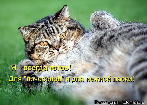 Котоматрица: Я - всегда готов! Для "почесонов" и для нежной ласки!