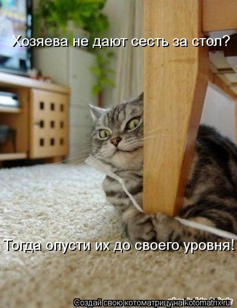 Котоматрица: Хозяева не дают сесть за стол? Тогда опусти их до своего уровня!