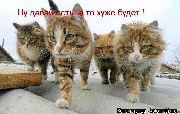Котоматрица: Ну давай есть! а то хуже будет !
