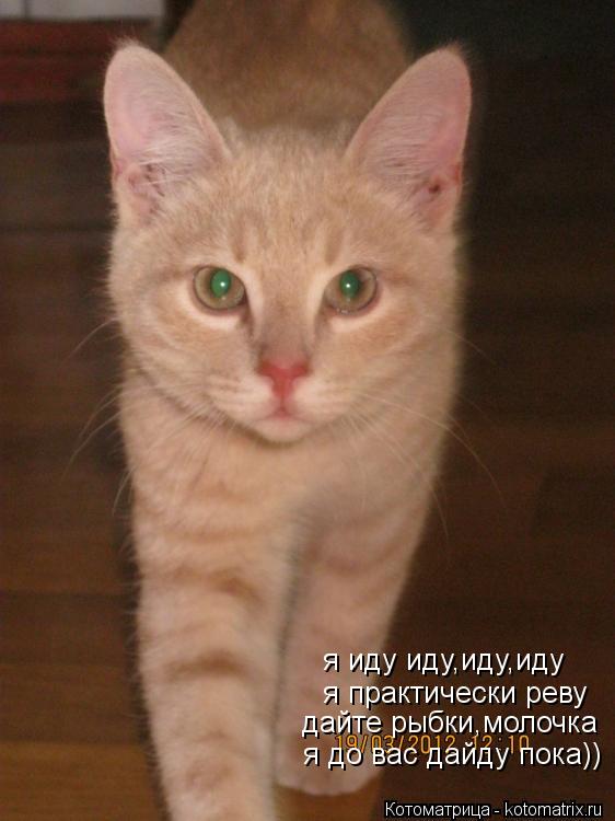 Котоматрица: я иду иду,иду,иду я практически реву дайте рыбки,молочка я до вас дайду пока))