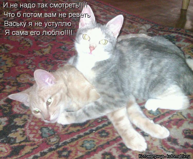 Котоматрица: И не надо так смотреть!!!! Что б потом вам не реветь Ваську я не уступлю Я сама его люблю!!!!