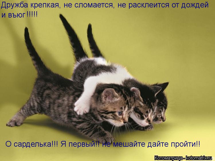 Котоматрица: Дружба крепкая, не сломается, не расклеится от дождей  и въюг !!!!! О сарделька!!! Я первый!! не мешайте дайте пройти!!