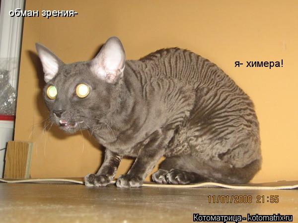Котоматрица: обман зрения- я- химера!
