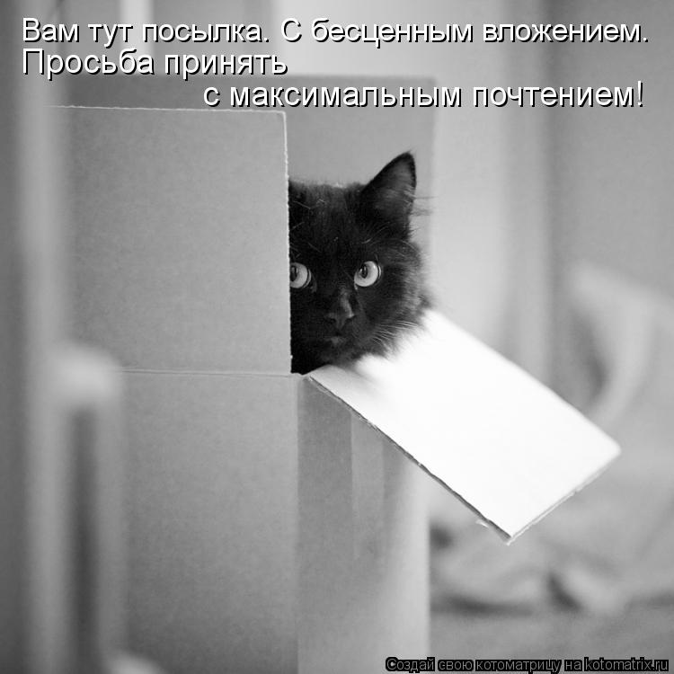 Котоматрица: Вам тут посылка. С бесценным вложением. Просьба принять  с максимальным почтением!