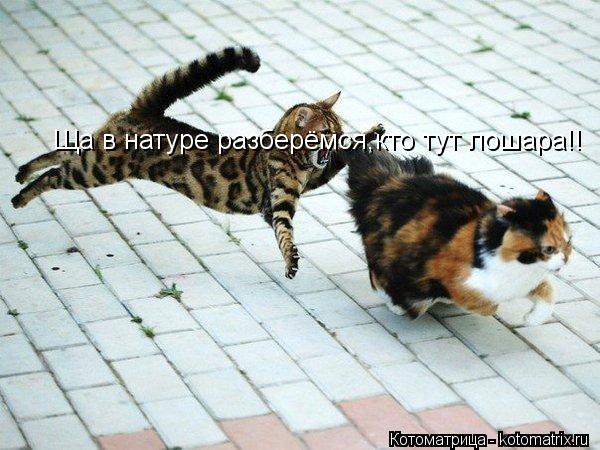 Котоматрица: Ща в натуре разберёмся,кто тут лошара!!