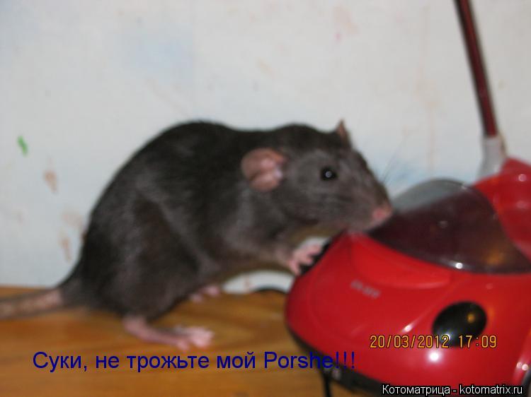 Котоматрица: Суки, не трожьте мой Porshe!!!