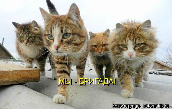 Котоматрица: МЫ - БРИГАДА!