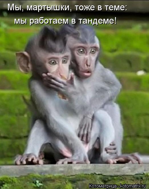 Котоматрица: Мы, мартышки, тоже в теме: мы работаем в тандеме!
