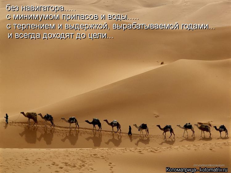 Котоматрица: без навигатора..... с минимумом припасов и воды..... с терпением и выдержкой, вырабатываемой годами... и всегда доходят до цели...