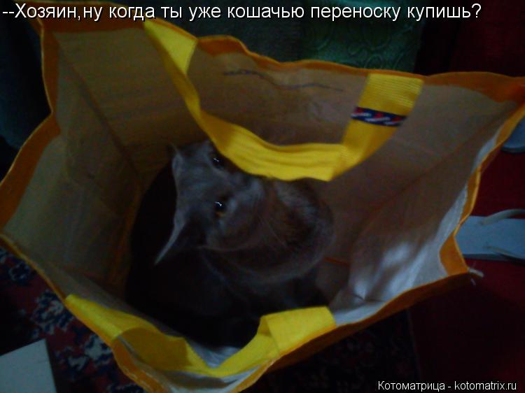 Котоматрица: --Хозяин,ну когда ты уже кошачью переноску купишь?